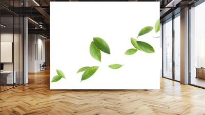 Fresh green citrus leaves on white background Wall mural