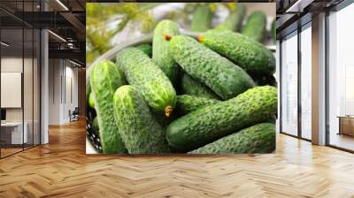 Fresh green cucumbers in colander on table, closeup Wall mural