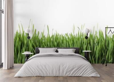 Fresh green grass on white background, banner design. Spring season Wall mural