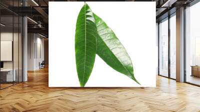 Fresh green mango leaves on white background Wall mural