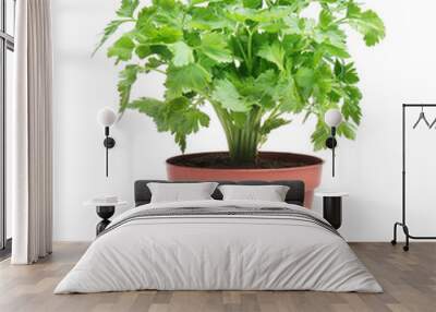 Fresh green organic parsley in pot on white background Wall mural