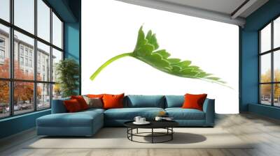 Fresh green organic parsley on white background Wall mural