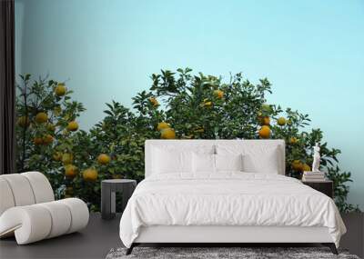 Fresh ripe oranges growing on tree against blue sky Wall mural