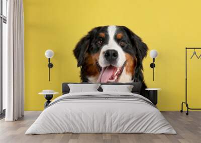 Funny Bernese mountain dog on color background Wall mural