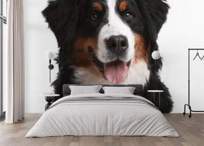 Funny Bernese mountain dog on white background Wall mural