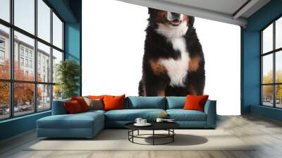 Funny Bernese mountain dog on white background Wall mural