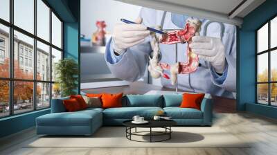 Gastroenterologist showing human colon model at table in clinic, closeup Wall mural