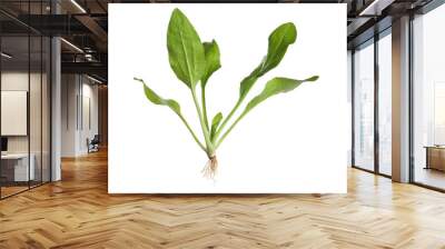 Green broadleaf plantain plant isolated on white Wall mural