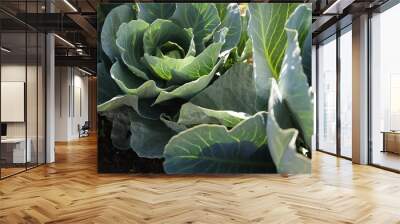 Green cabbages growing in field on sunny day Wall mural