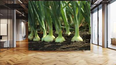 Green onions growing in field, closeup. Harvest season Wall mural