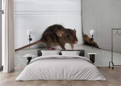 Grey rat near wooden wall on floor. Pest control Wall mural