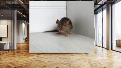 Grey rat near wooden wall on floor. Pest control Wall mural