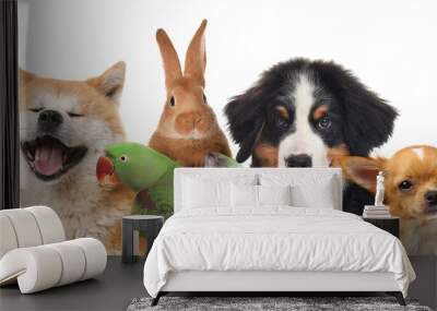 Group of cute pets on white background. Banner design Wall mural