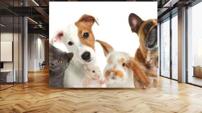 Group of cute pets on white background. Banner design Wall mural