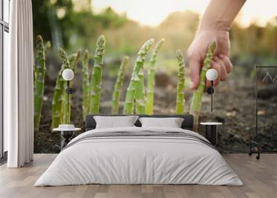 Man picking fresh asparagus in field, closeup Wall mural