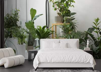 Many beautiful potted houseplants near window indoors Wall mural