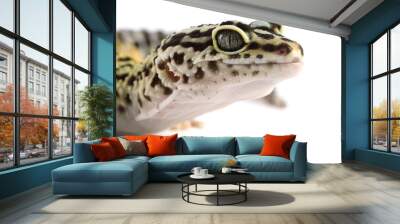 One beautiful gecko isolated on white, macro view. Exotic pet Wall mural