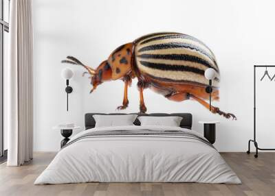 One colorado potato beetle isolated on white Wall mural