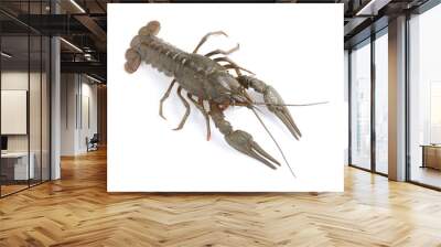 One fresh raw crayfish isolated on white, top view Wall mural