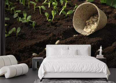 Peat pot with white beans on fertile soil. Vegetable seeds Wall mural