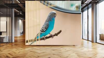 Pet parrot. Cute budgerigar sitting on stick at home Wall mural