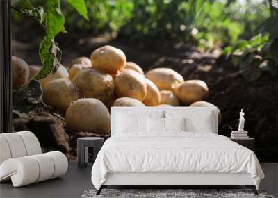 Pile of ripe potatoes on ground in field Wall mural