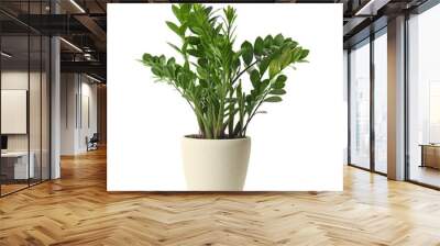 pot with zamioculcas home plant on white background Wall mural