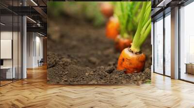 Ripe carrots growing in soil, closeup with space for text. Organic farming Wall mural