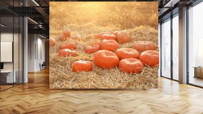 Ripe orange pumpkins among straw in field Wall mural