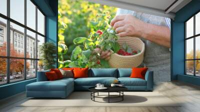 Senior farmer picking fresh ripe raspberries outdoors, closeup Wall mural