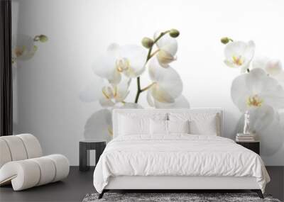 Set of beautiful orchid phalaenopsis flowers on white background Wall mural