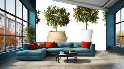 Set of kumquat trees with fruits in flowerpots on white background. Banner design Wall mural