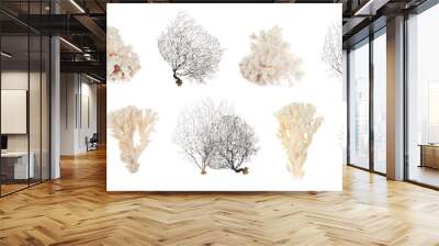 Set with beautiful corals on white background. Banner design Wall mural