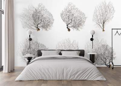 Set with beautiful corals on white background Wall mural