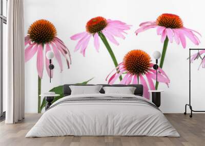 Set with beautiful echinacea flowers on white background. Banner design Wall mural