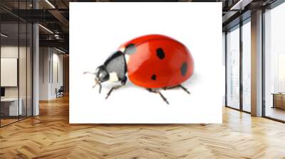 Set with beautiful ladybugs on white background. Banner design Wall mural