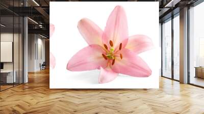 Set with beautiful lilies on white background Wall mural