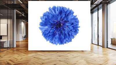 Set with different beautiful blue flowers on white background. Banner design Wall mural