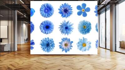 Set with different beautiful blue flowers on white background Wall mural