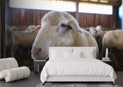 Sheep in barn on farm. Cute animals Wall mural