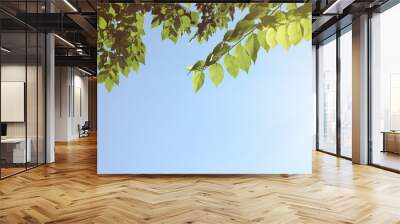 Tree branches with green leaves against blue sky on sunny day Wall mural