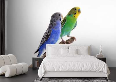 Two beautiful parrots perched on branch against white background. Exotic pets Wall mural