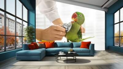 Veterinarian examining Alexandrine parakeet in clinic, closeup Wall mural