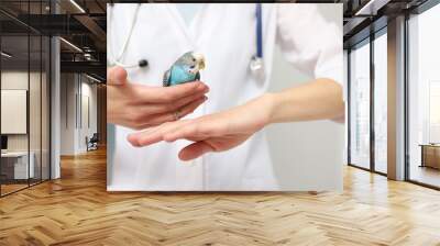 Veterinarian examining pet parrot on light background, closeup Wall mural