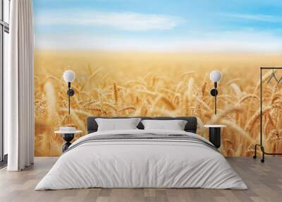 Wheat grain field on sunny day. Cereal farming Wall mural