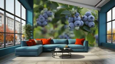 Wild blueberries growing outdoors, closeup and space for text. Seasonal berries Wall mural