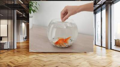 Woman feeding beautiful goldfish at wooden table indoors, closeup Wall mural