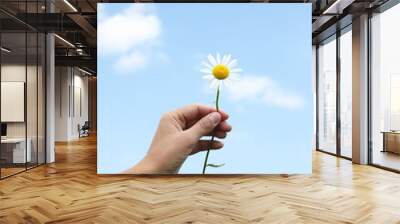 Woman holding beautiful chamomile flower outdoors, closeup Wall mural