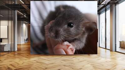 Woman holding cute small rat, closeup view Wall mural