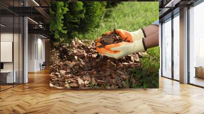 Woman mulching soil with bark chips in garden, closeup Wall mural